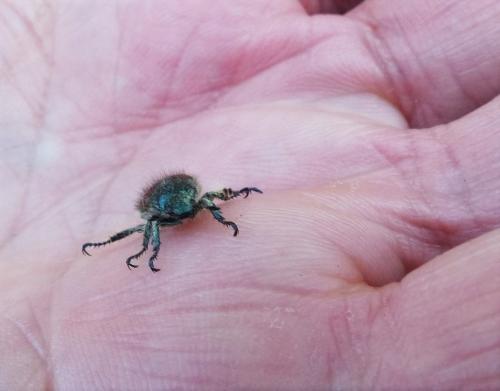 Réf. 323 627 : Phyllopertha horticola